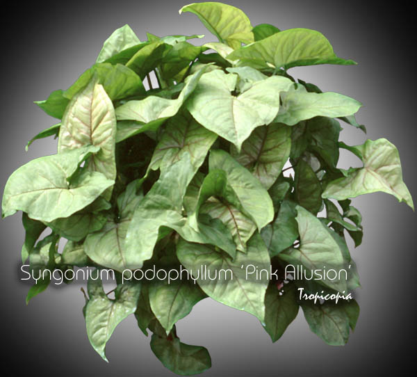 Suspendue - Syngonium podophyllum Pink Allusion - Patte d'oie - African evergreen, Arrowhead vine, Goosefoot plant